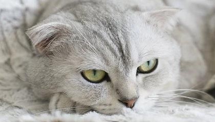 山东男篮分享陈林坚首秀精彩集锦:“林”机应变,“坚”不可摧